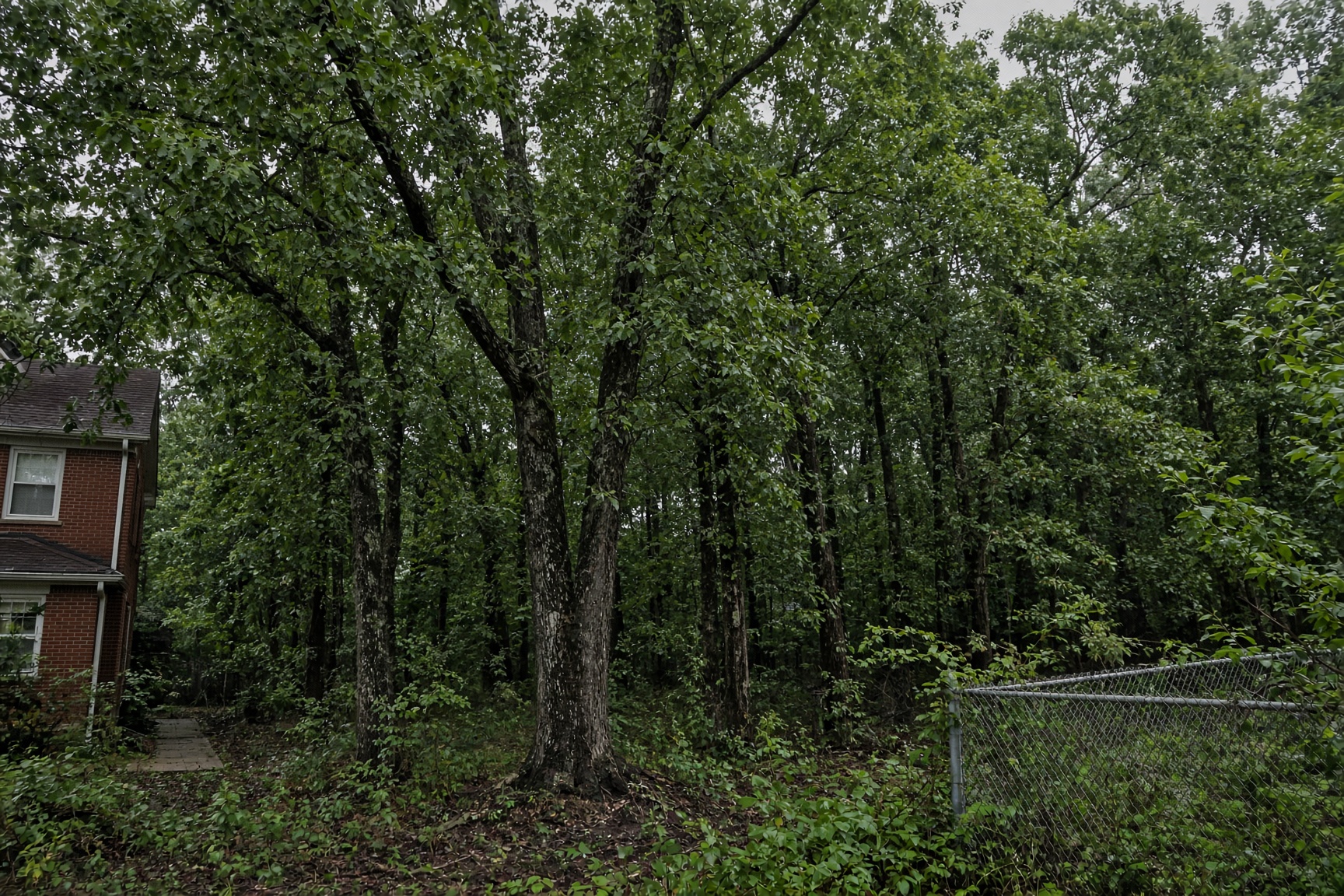 A dense wooded lot beside a brick house, before clearing